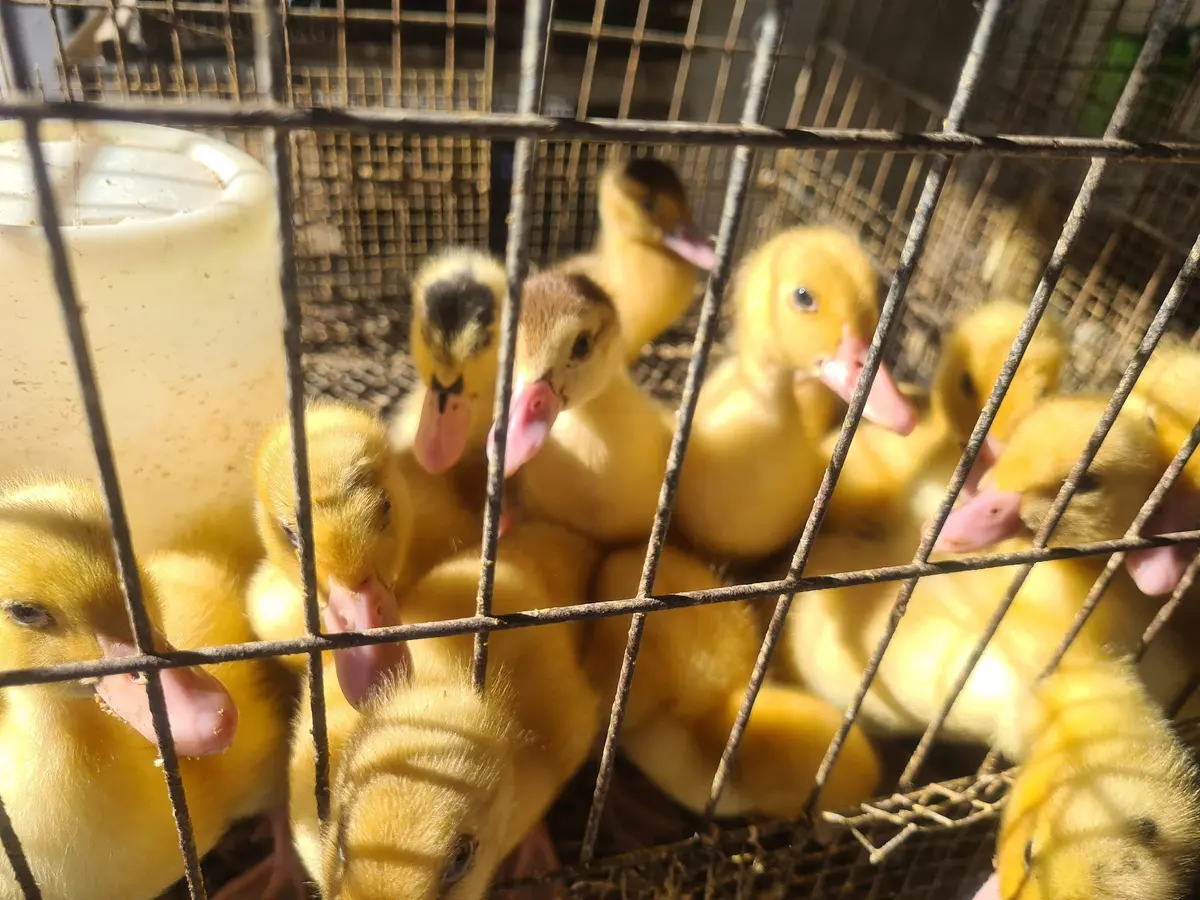 Clínica Veterinaria El Arca de José