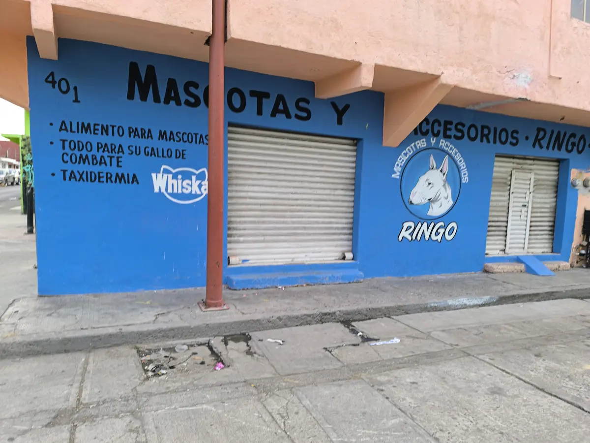 Mascotas y accesorios Ringo