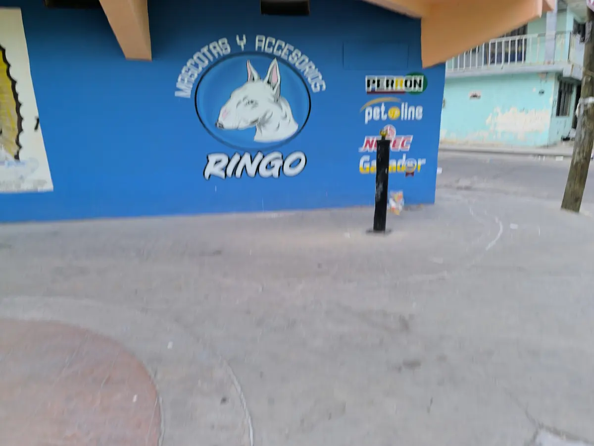 Mascotas y accesorios Ringo — foto 3 de 3