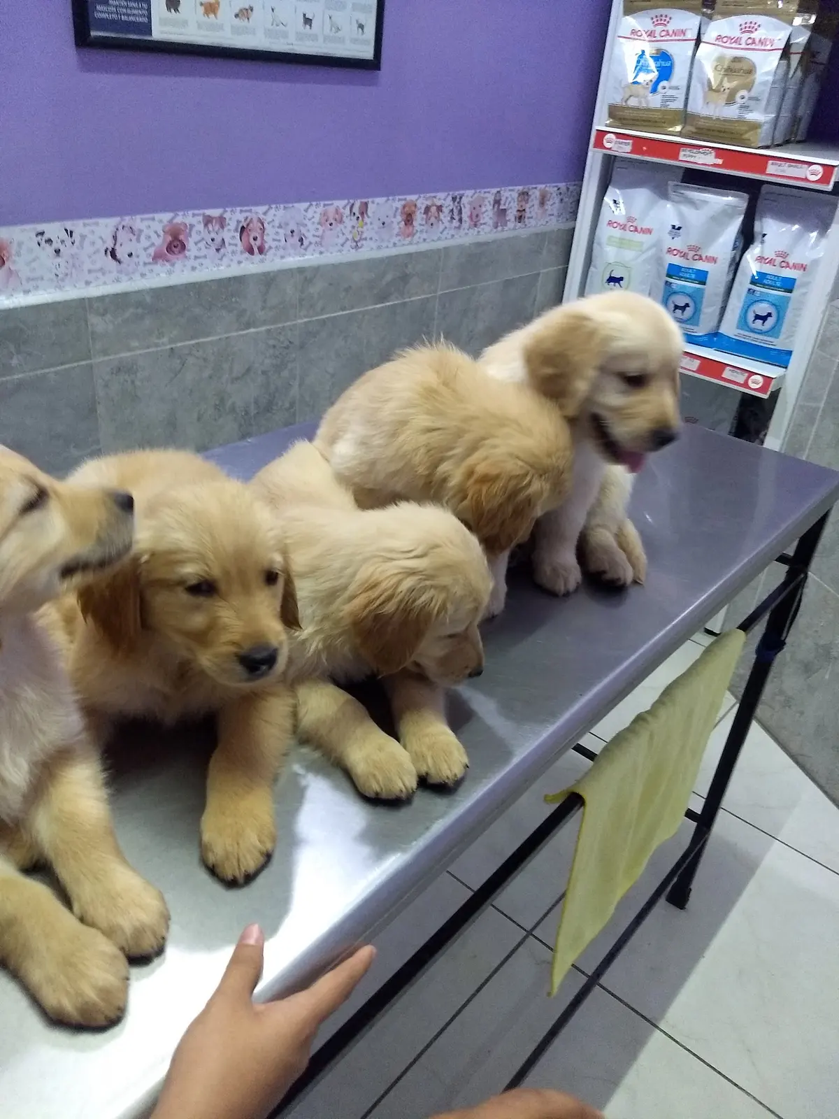Servicios Veterinarios Zootecnistas