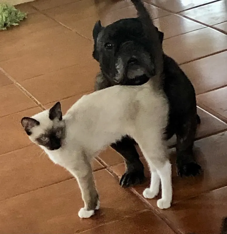 San Felipe Animal Clinic