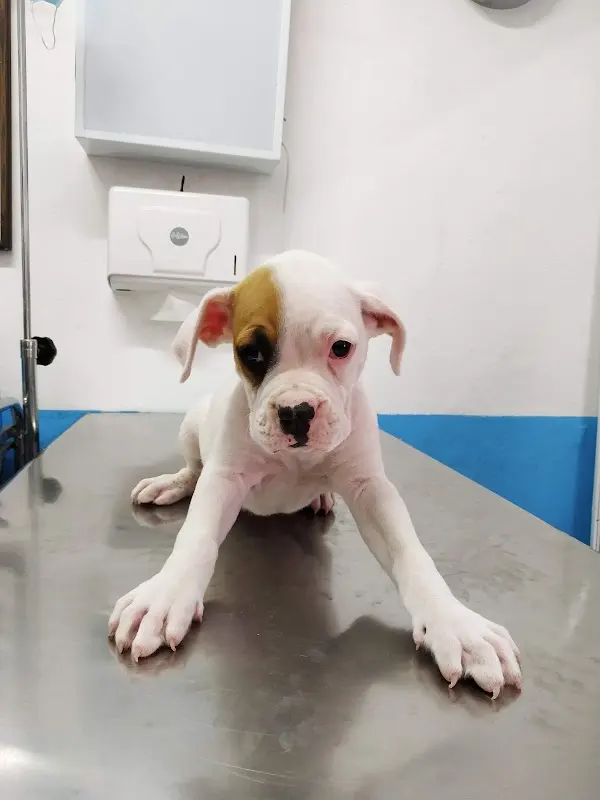 Clínica Veterinaria y Estética Canina Pets