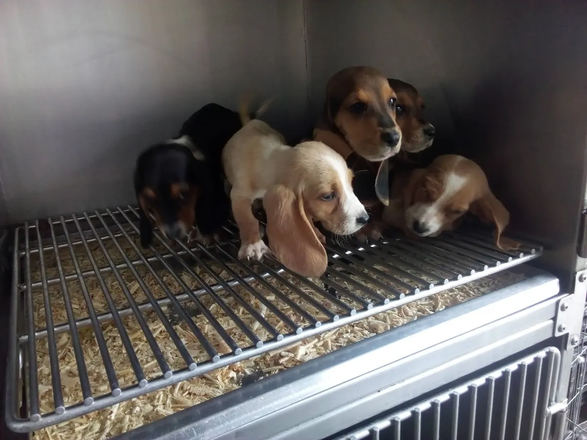 Farmacia y Clínica Veterinaria El Corral