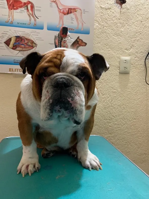 Veterinaria del Ganadero
