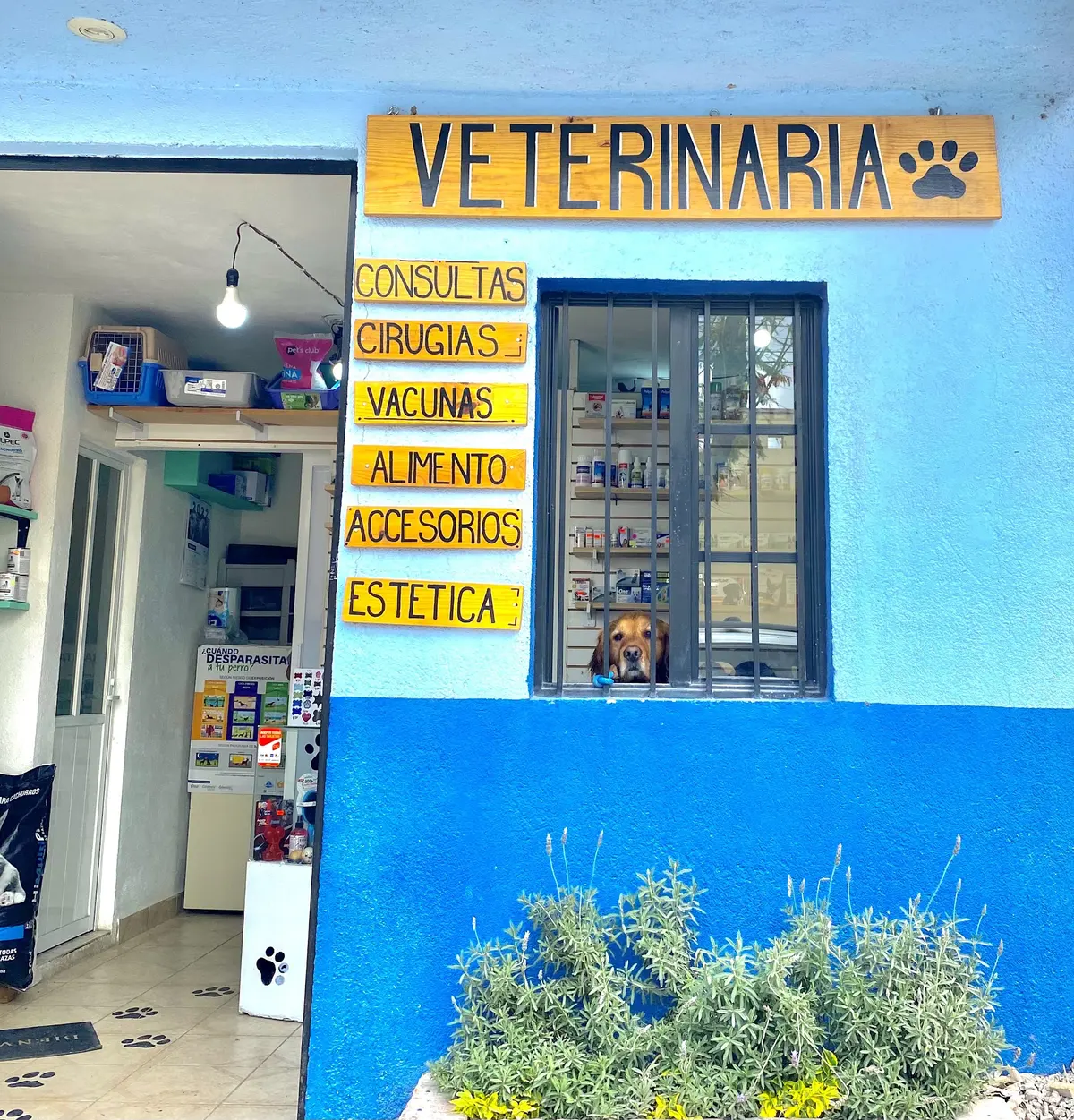 Clínica Veterinaria alfa