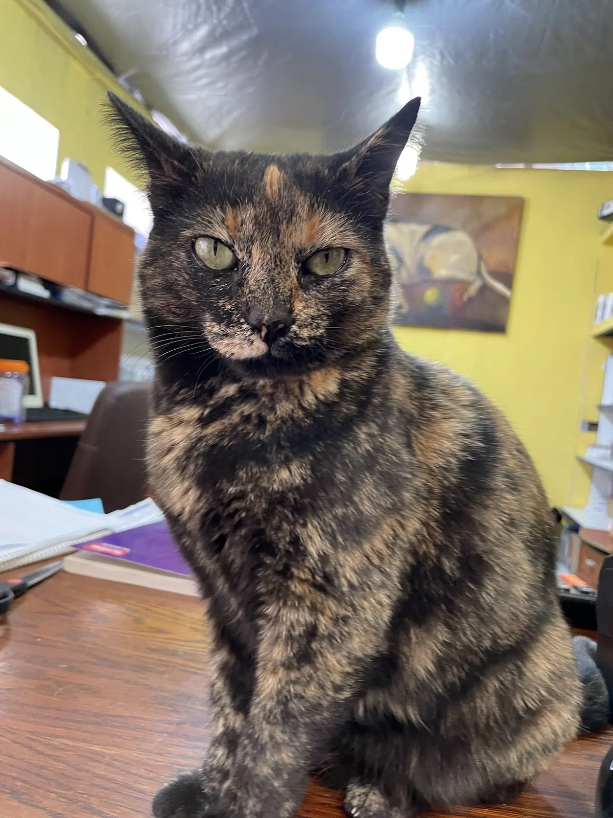 Hospital Animal Pet Care Center