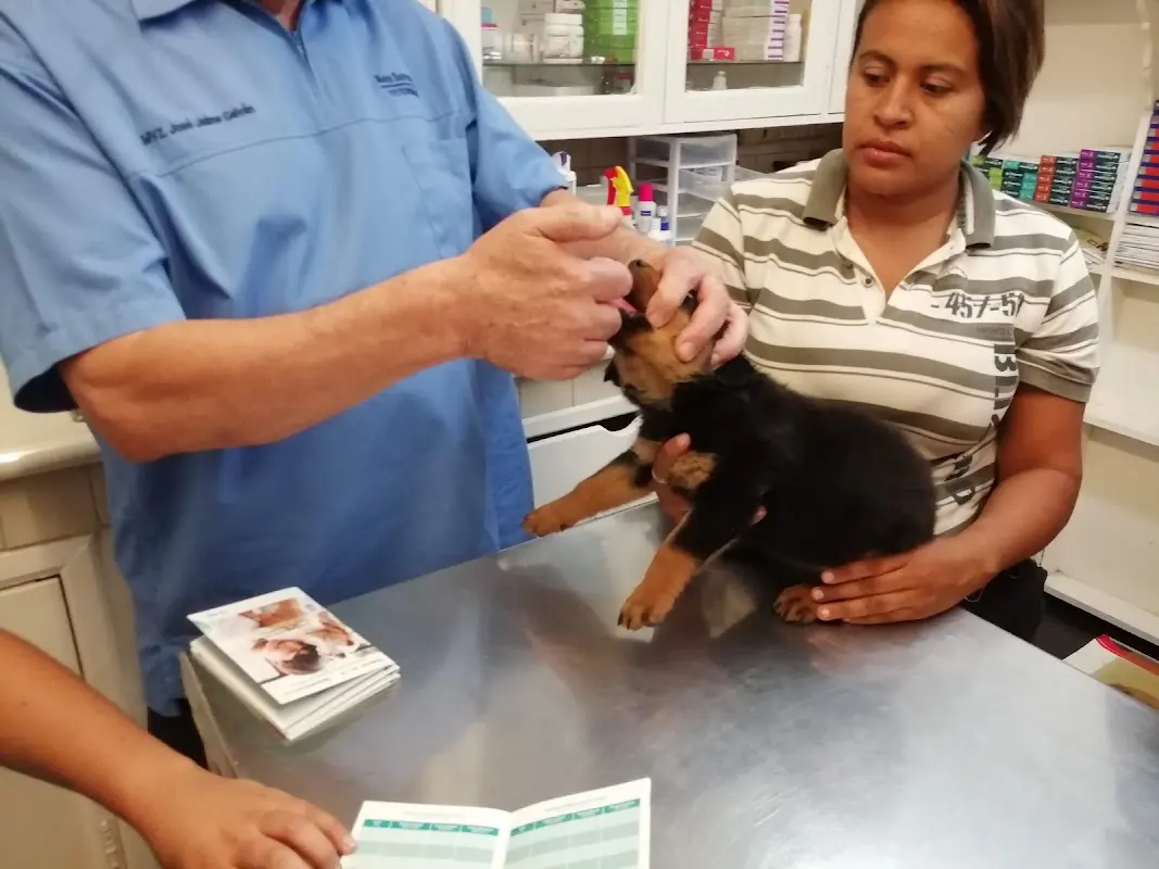 Clinica Veterinaria San Bernardo