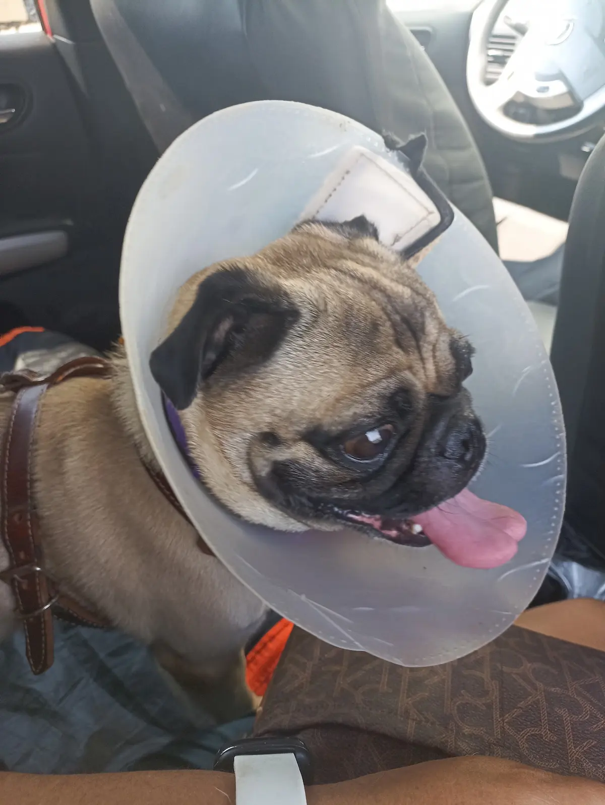 HOSPITAL VETERINARIO DEL VALLE — foto 3 de 3