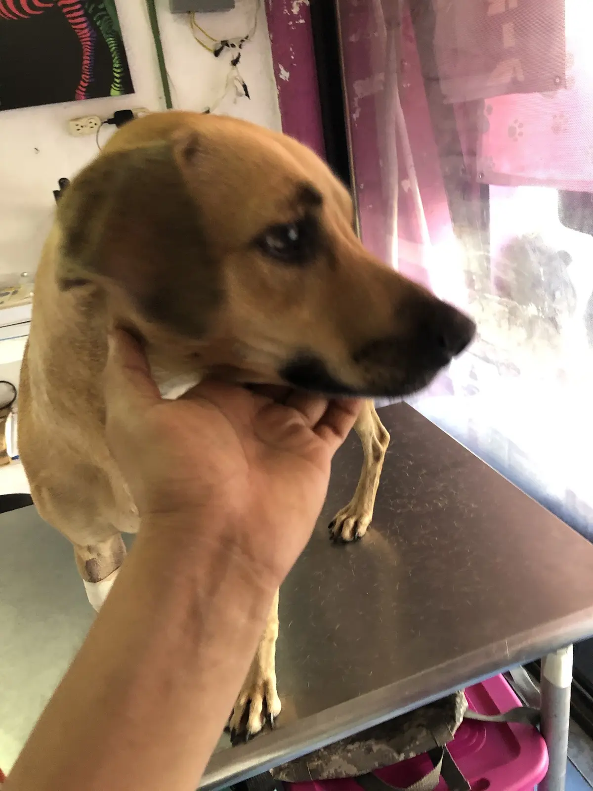 HosVet Hospital Veterinario Acapuco — foto 2 de 3