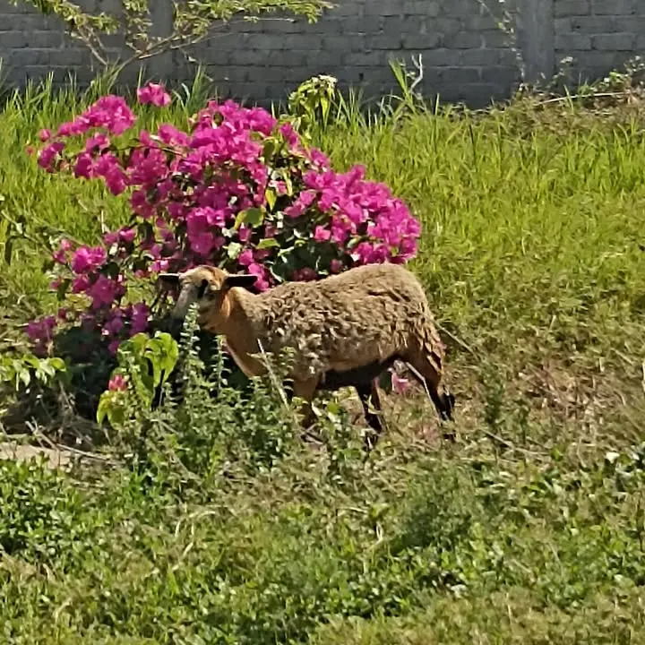 Veterinaria Costa Azul