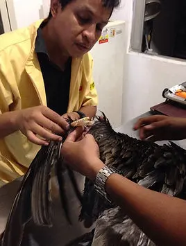 Veterinaria Mascota Consentida