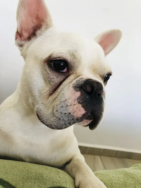 Hospital Veterinario Vida Animal