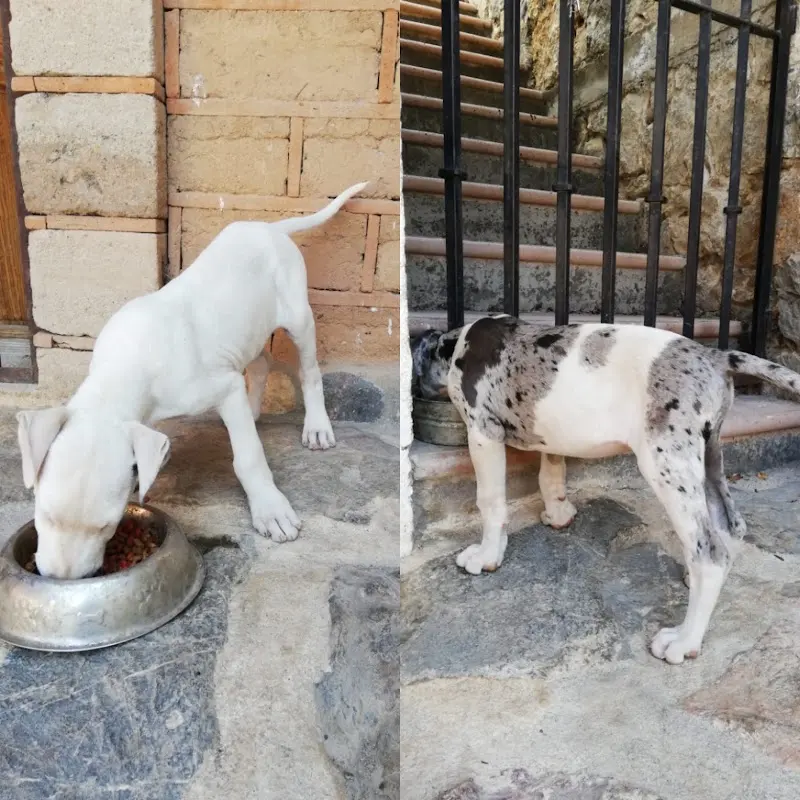 Veterinaria Mundo Animal