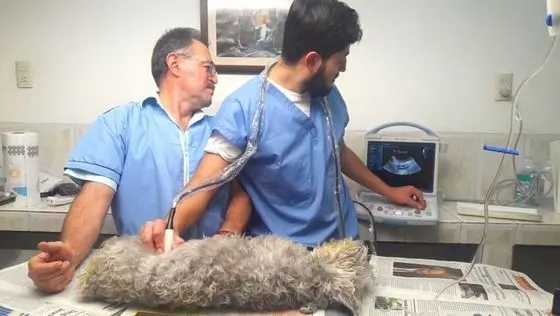 CLÍNICA VETERINARIA LAS MARÍA LUISAS