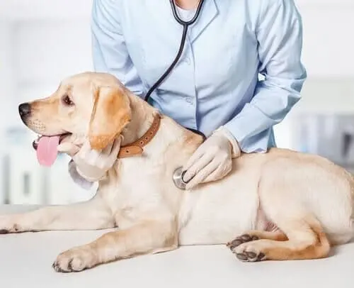 Hospital Veterinario Omega