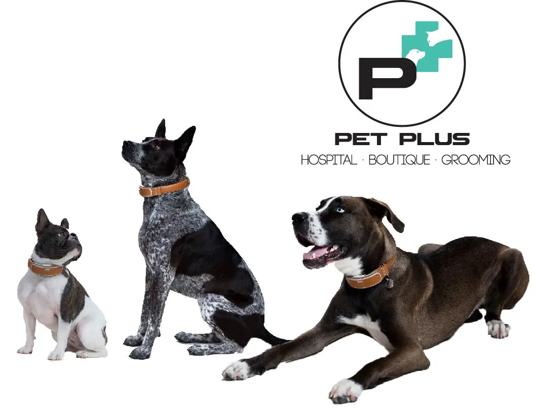 HOSPITAL VETERINARIO PET PLUS