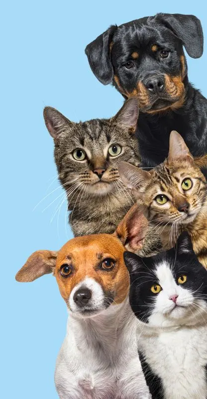 Ramtell Hospital Veterinario — foto 4 de 4
