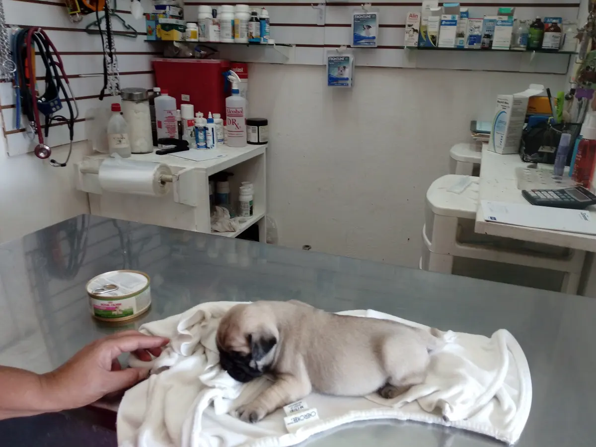 Tom+ Jerry estética canina — foto 3 de 3