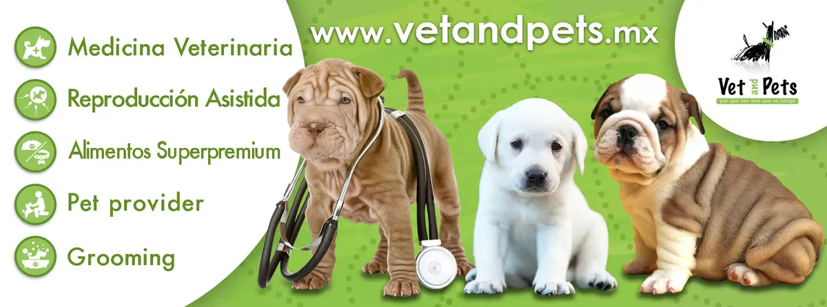 Vet and Pets - Veterinario
