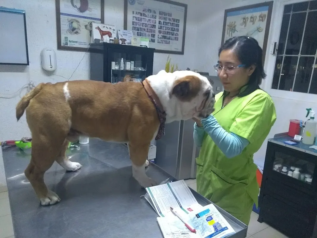 Dankan hospital veterinario