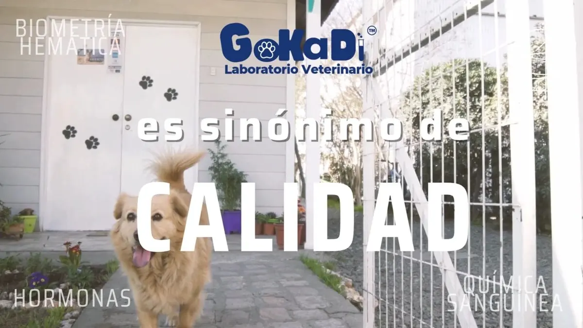 GoKaDi Laboratorio Veterinario