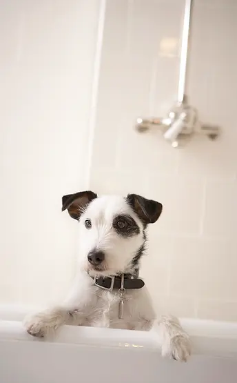 Servicios Para Tu Mascota "OH" — foto 2 de 2
