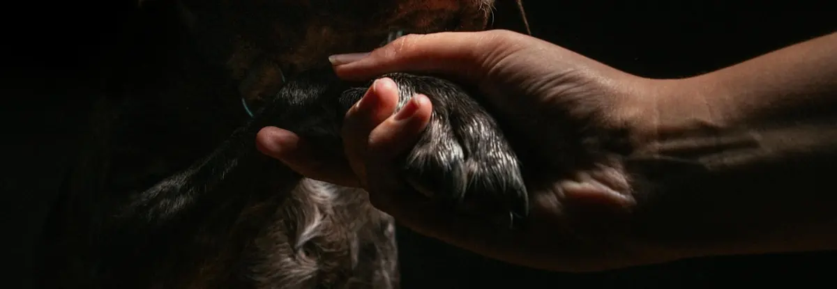 Veterinario Eric | Clínica Veterinaria en Tulancingo