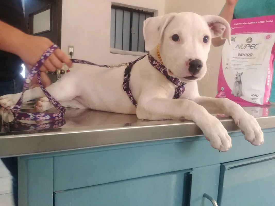 Clinica Veterinaria Ameca