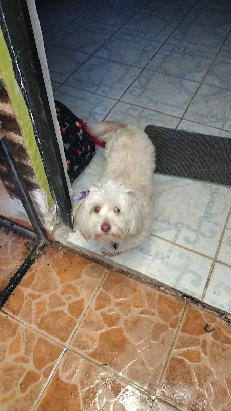 Clínica Veterinaria Del valle
