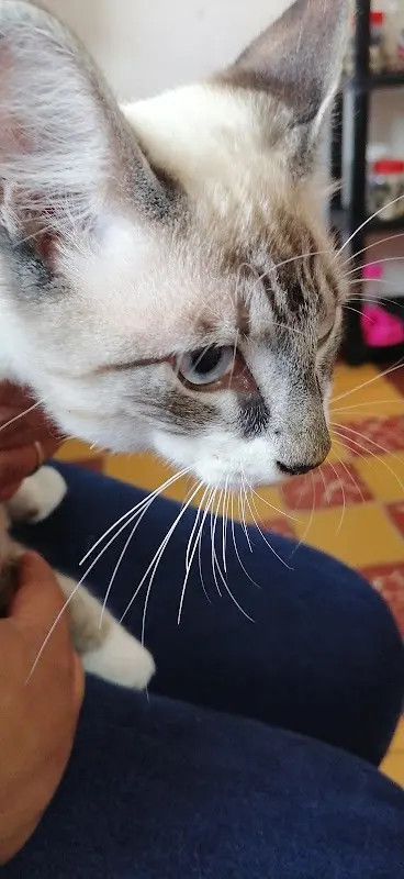 Veterinaria Cuatro Patas