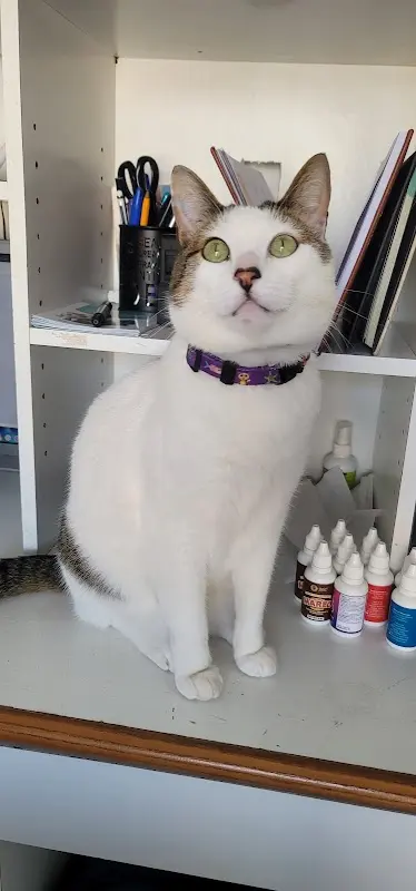 Paw Pet Veterinaria