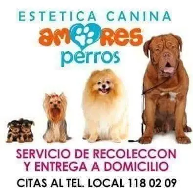 Veterinaria amores perros