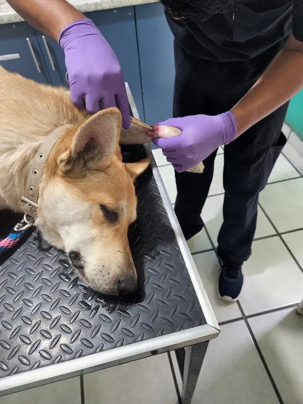 Fral Hospital Clínica Veterinaria