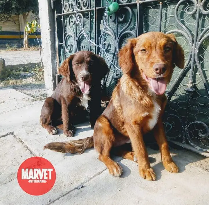 Marvet Veterinaria