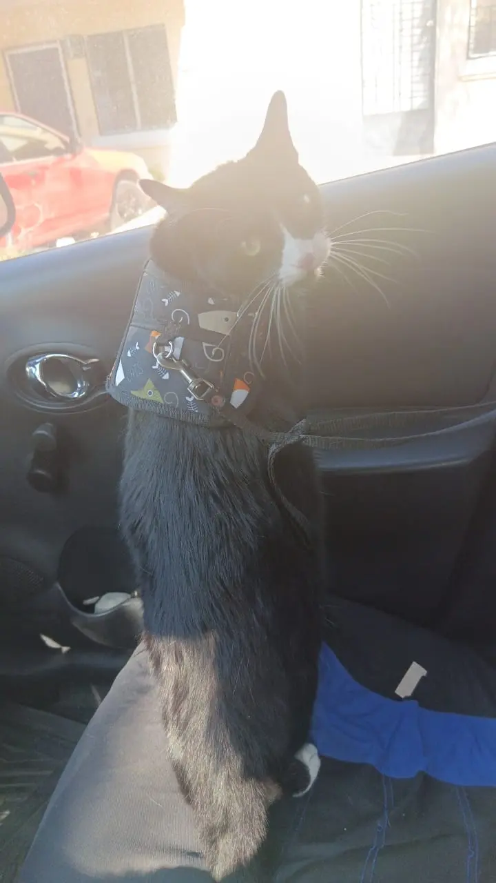 Veterinaria Funny Pets
