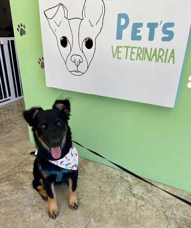 Pet’s Veterinaria Y Estética
