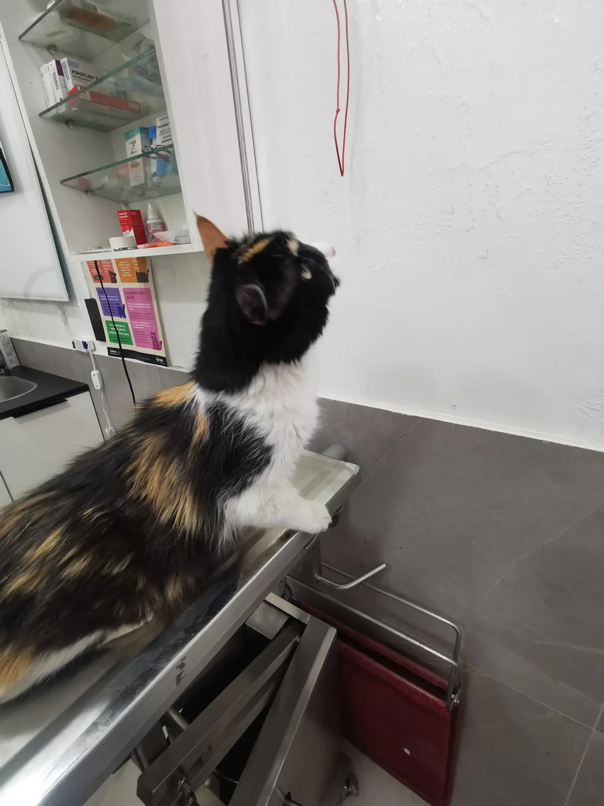 Clinica Veterinaria Ghene — foto 2 de 3