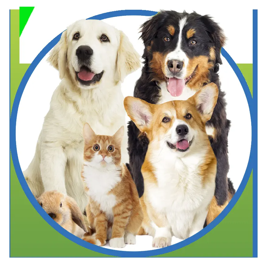 CLINICA VETERINARIA KENVELO