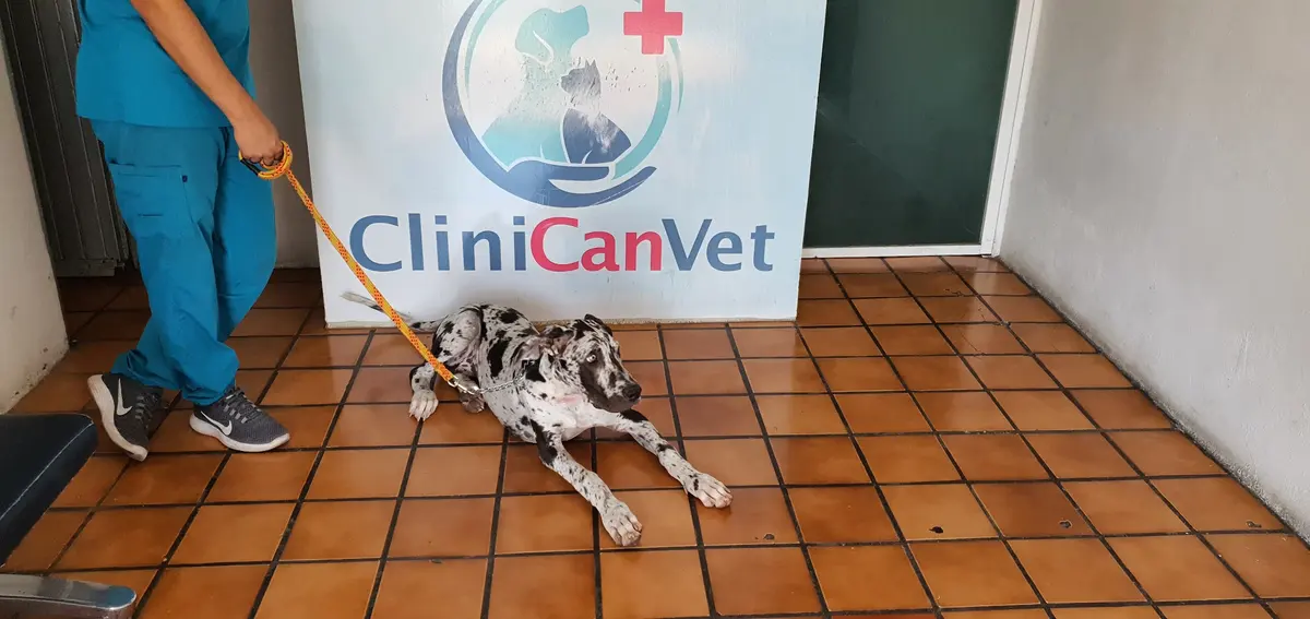 Clinican Vet — foto 2 de 3
