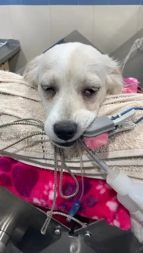 Clinican Vet