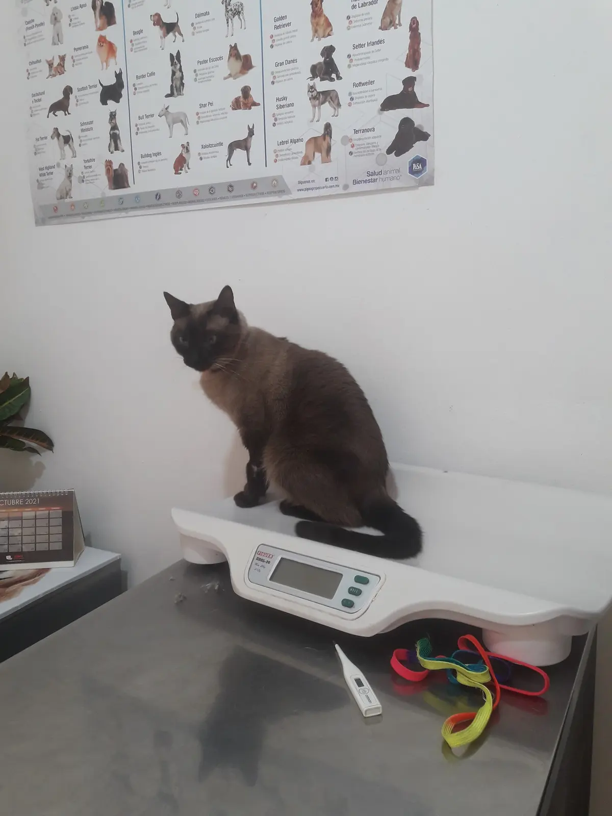 Hospital Veterinario del Country — foto 3 de 3