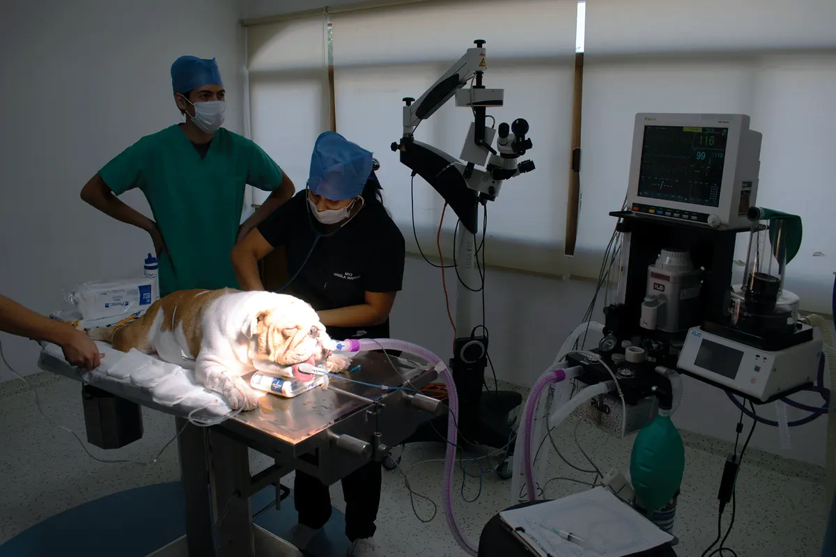Hospital Veterinario San Javier