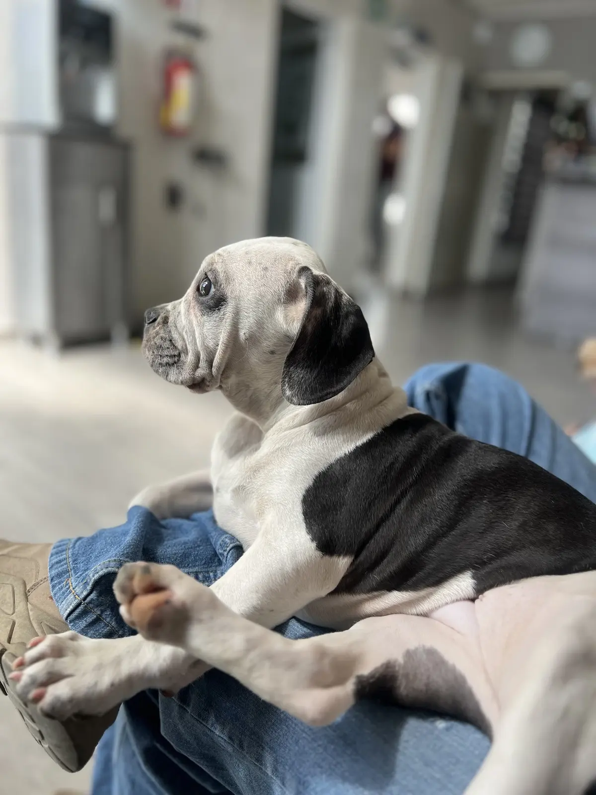 Natural vet
