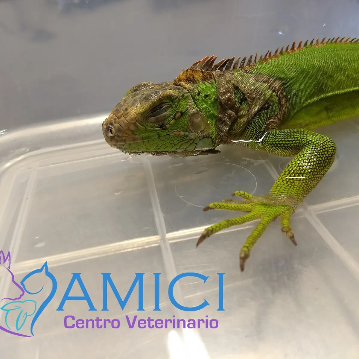 Veterinaria AMICI centro veterinario