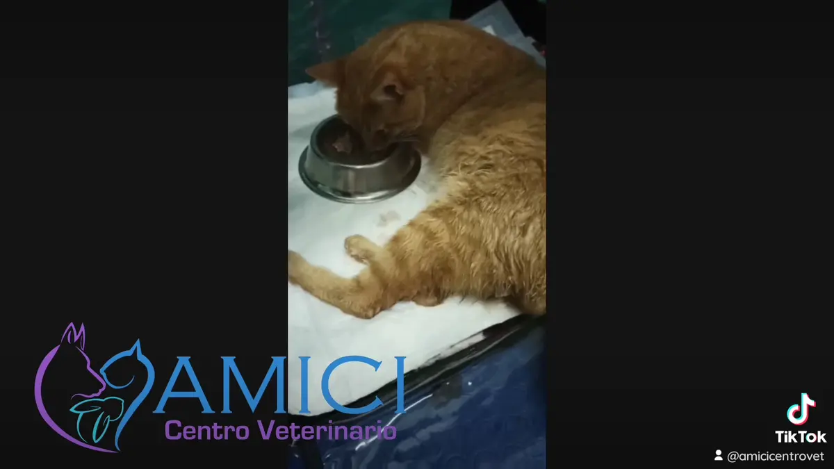 Veterinaria AMICI centro veterinario — foto 2 de 3