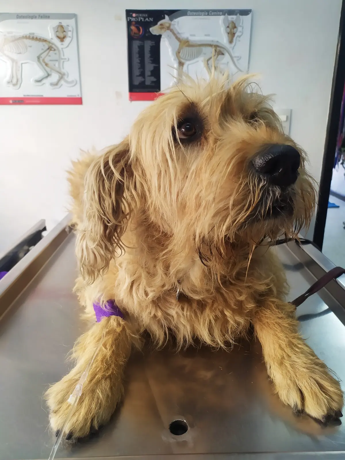 VETERINARIA ENTRE MASCOTAS — foto 2 de 3