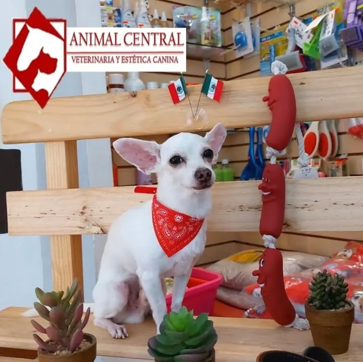 Animal central
