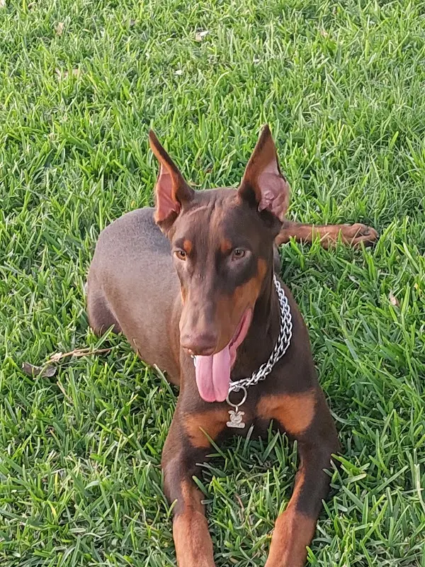 HOSPITAL VETERINARIO RAMIREZ