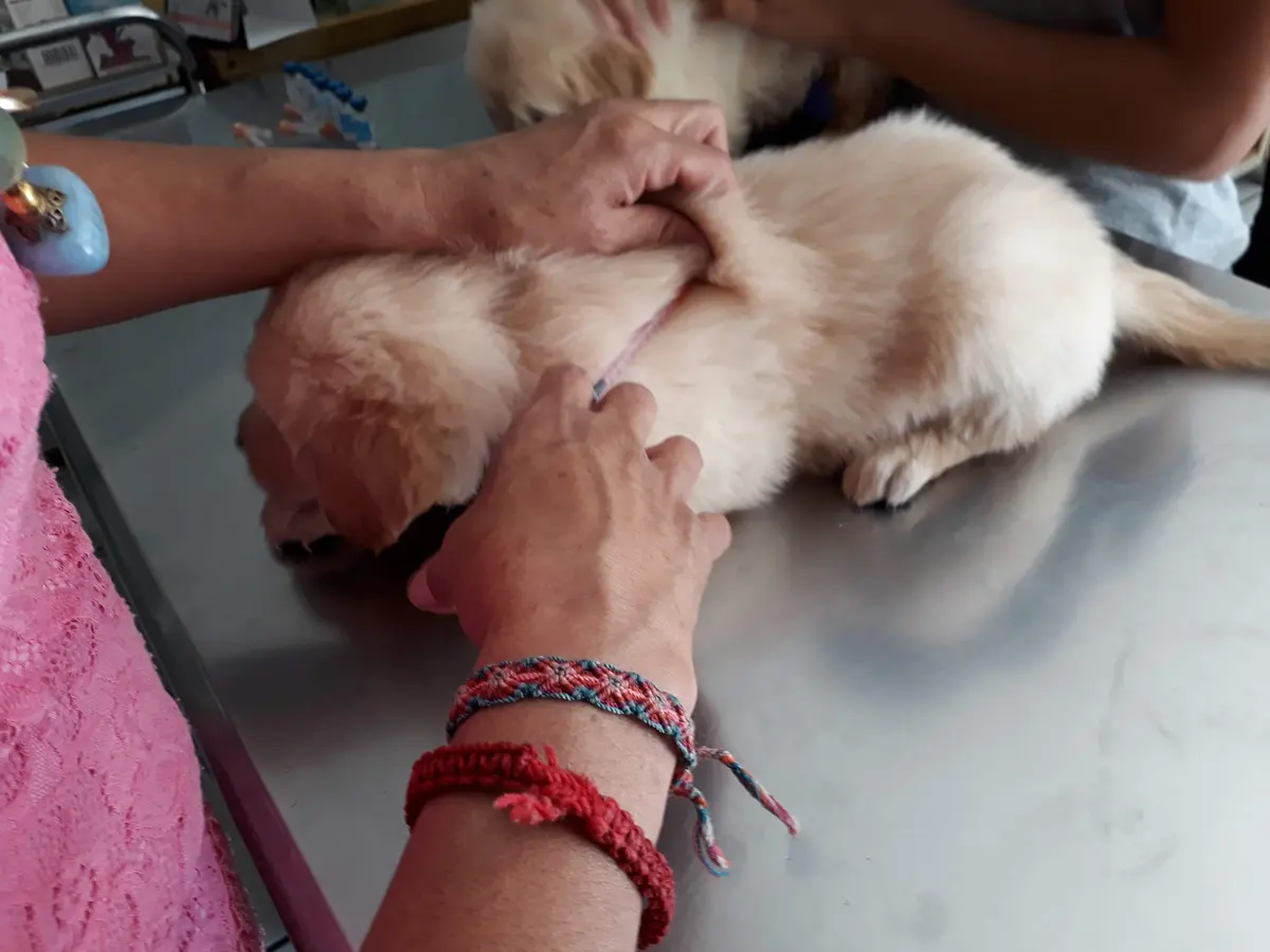 Veterinaria Dr Uribe — foto 2 de 3