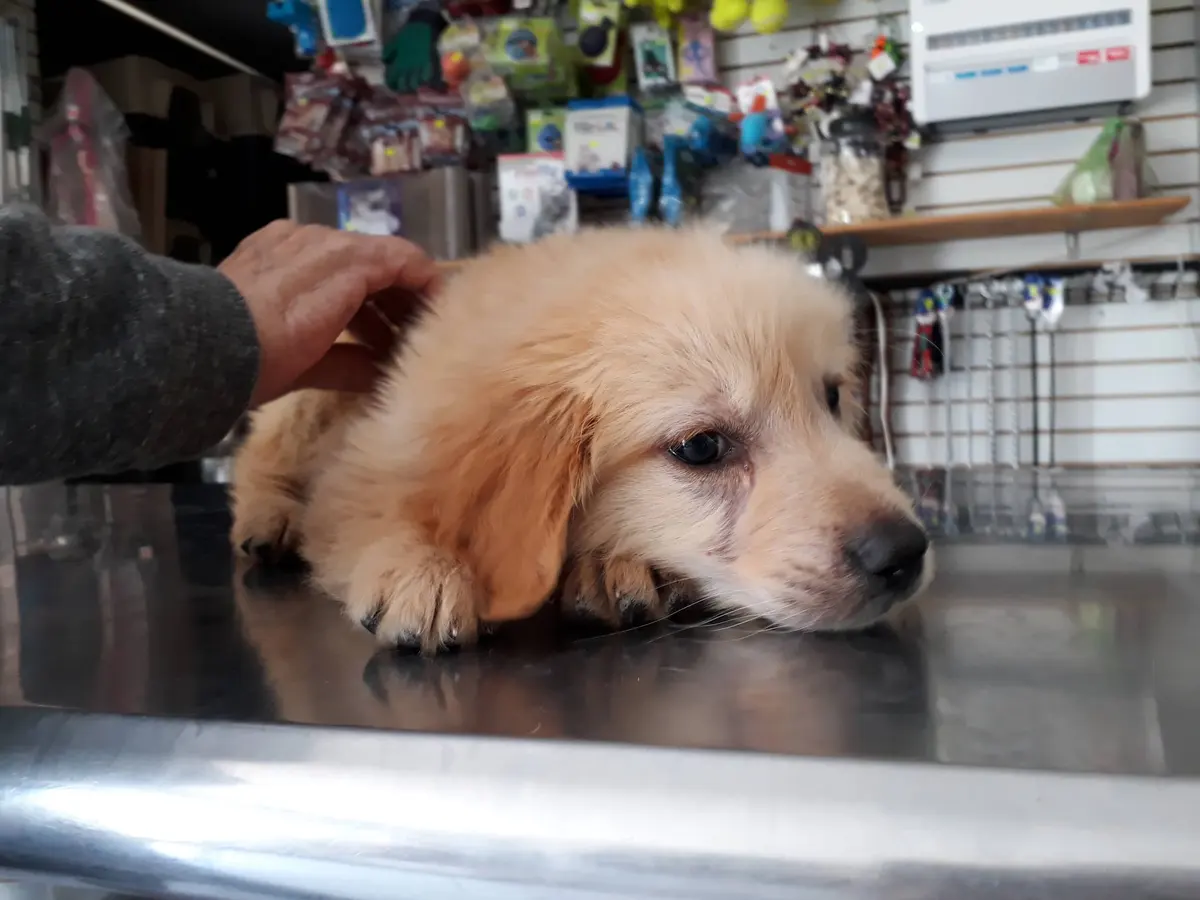 Veterinaria Dr Uribe